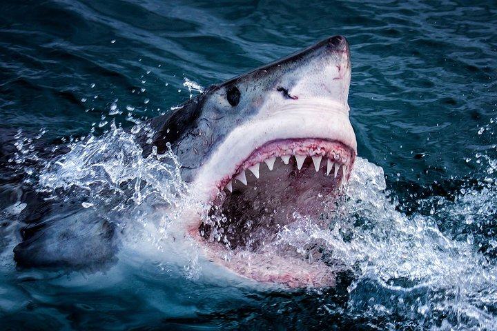 Cape Town 3-Day Attraction Tours: Shark Diving & Cape Peninsula & Wine Tasting - photo 2