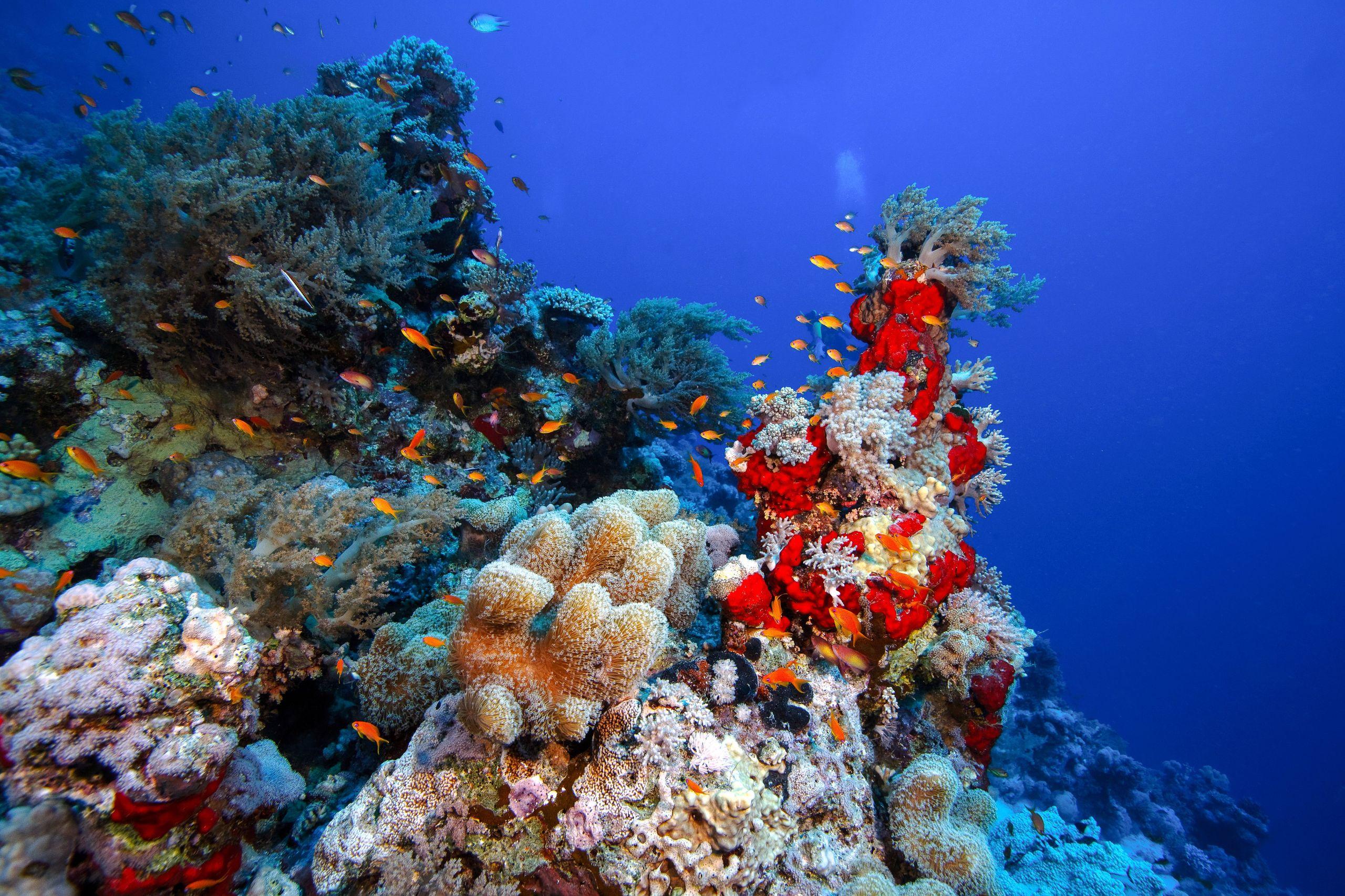 Ras Muhammed White Island Tour Snorkeling Sharm El Sheikh - photo 3