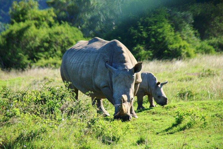 2 Days Pilanesberg National Park Luxury Safari - photo 2