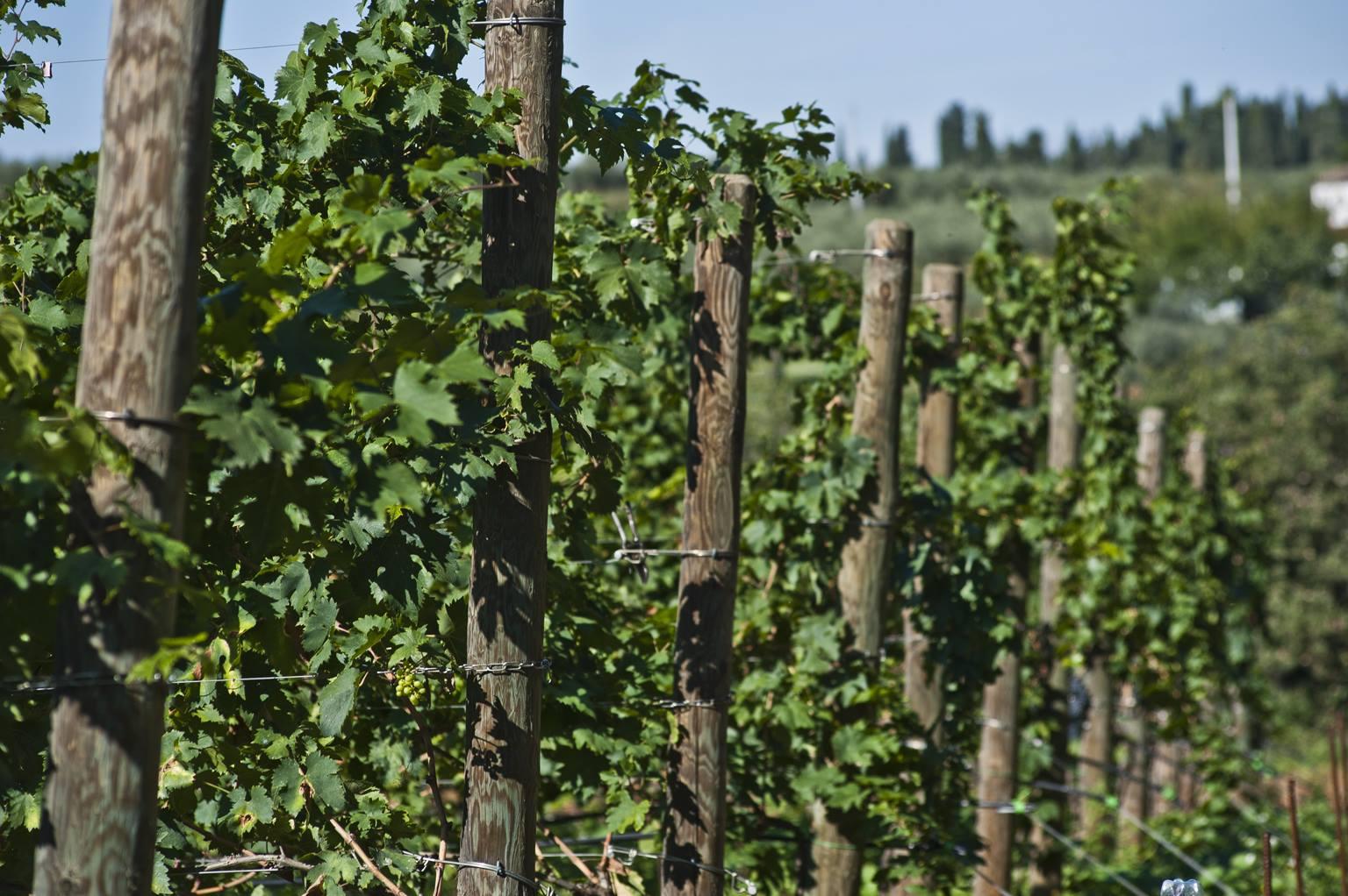 Visita e degustazione in cantina Rapino - cover photo