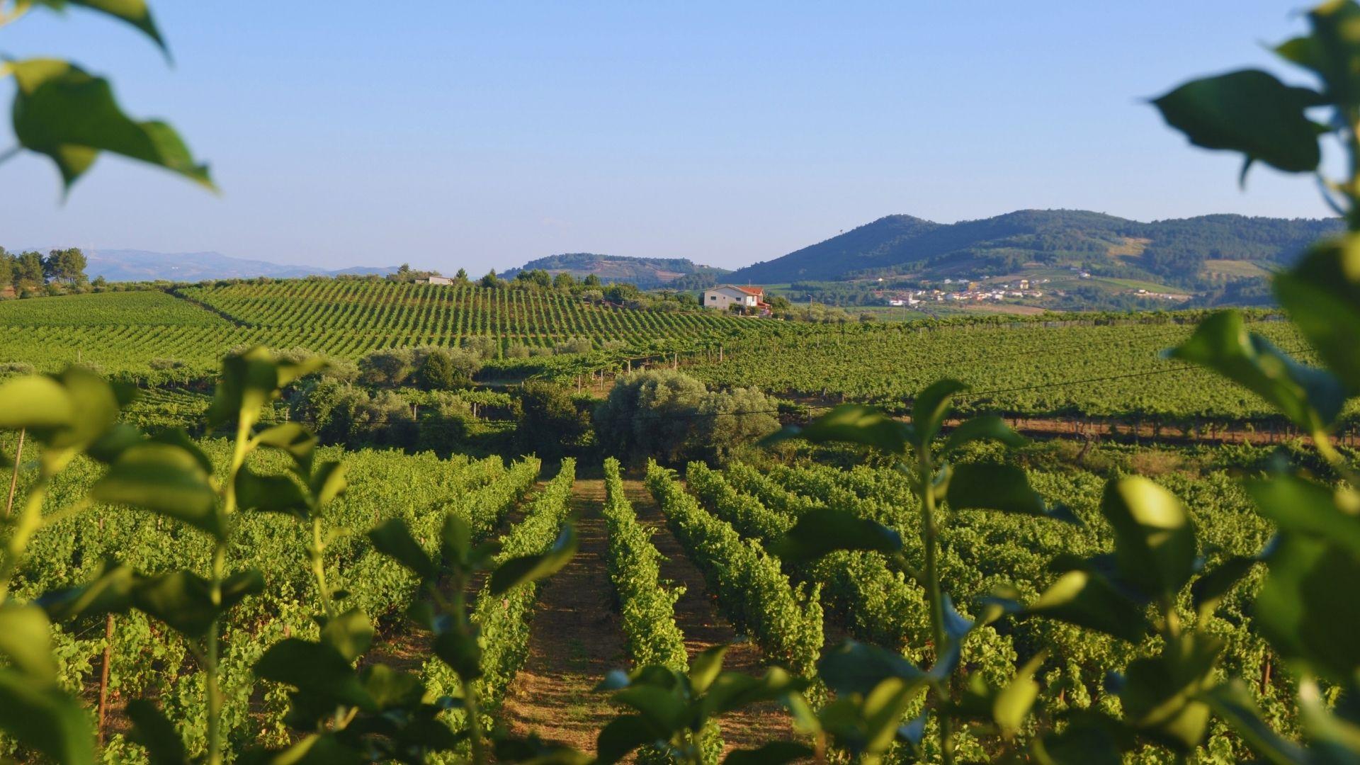Three-Winery Douro Valley Experience for Wine Lovers - photo 2