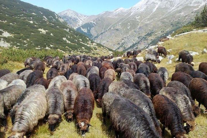 Seeing Unique Bulgarian Breeds of Pets and Privately Tasting Organic Products - cover photo