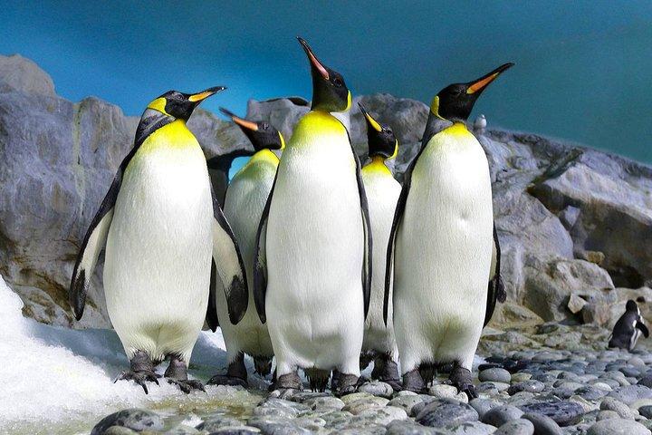 Cape Town Private -Robben Island and Cape Peninsula Penguins Tour - photo 2