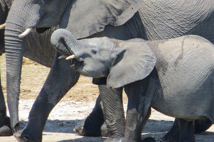 Chobe Full Day Safari Extended - photo 2