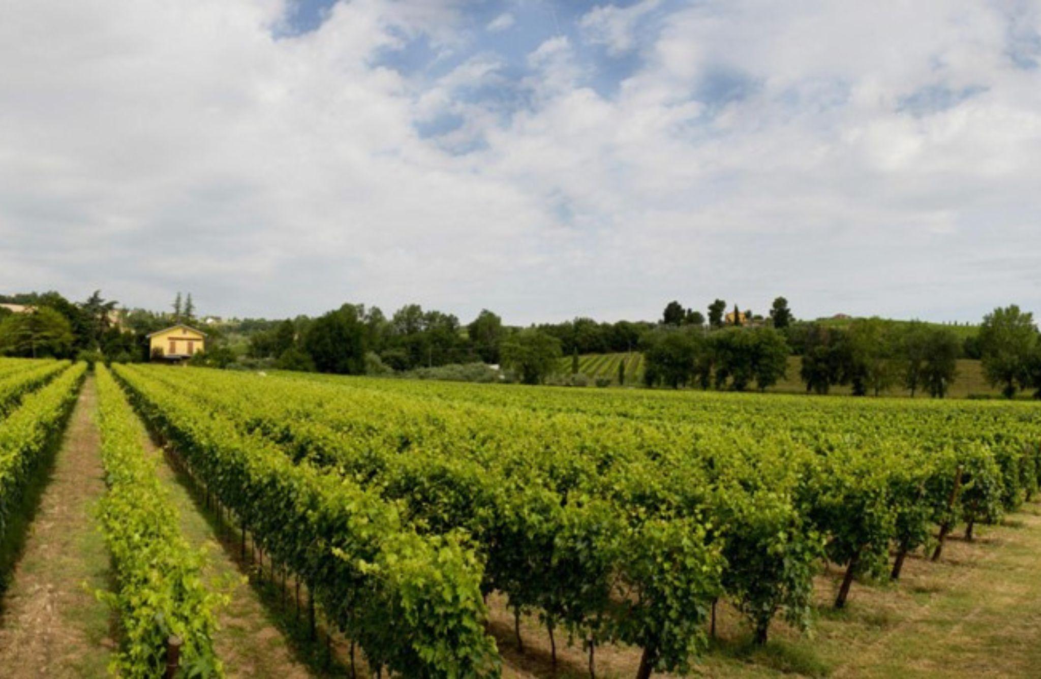 Winery Tour with Wine & Food Tasting near Riccione & Rimini - photo 4