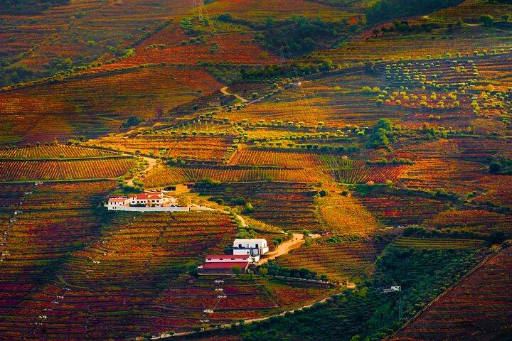 Porto: Douro Valley, 2 Wine Regions, Sommelier, Boat Trip & Lunch - photo 4