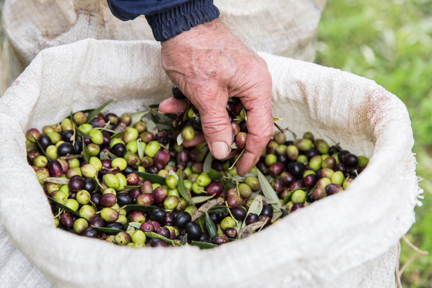 Visita l'azienda agricola Garra degusta l'olio e i suoi prodotti - photo 3