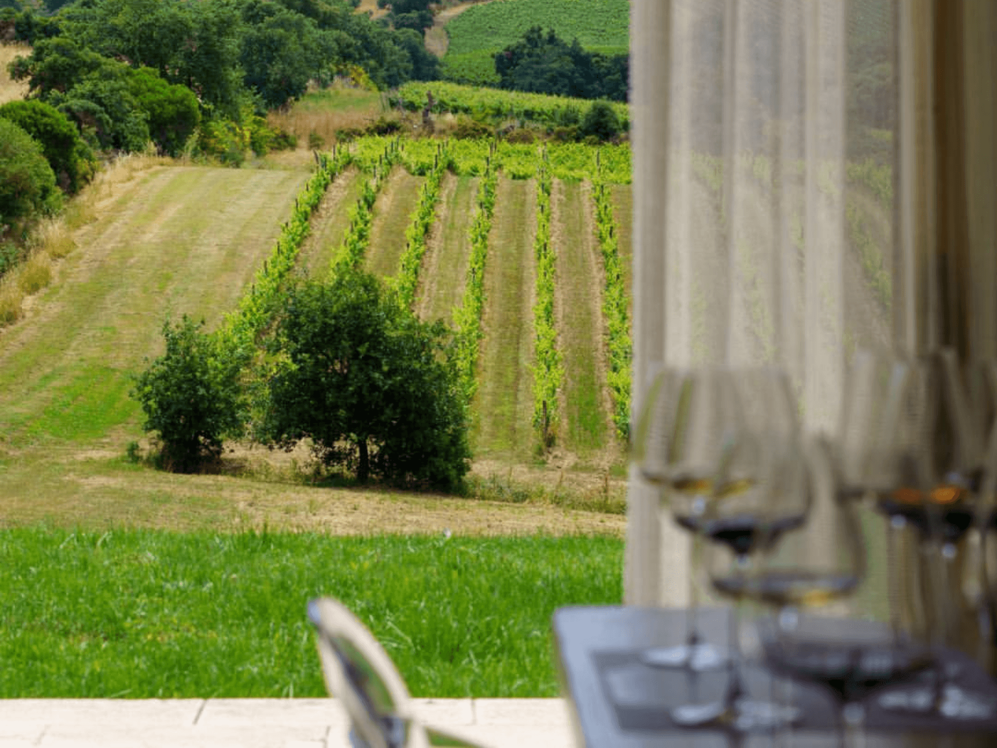 Winery Visit, Vineyard Walk & Wine Tasting near Grosseto - photo 2