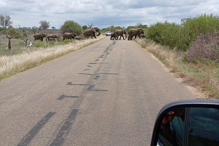5 nights 6 days luxury Kruger park tour - cover photo