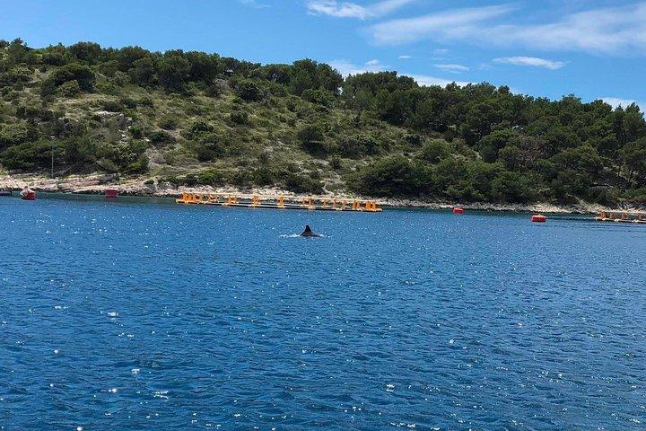 Secrets of Brac and Solta - Off the Beaten Track Croatia - photo 5