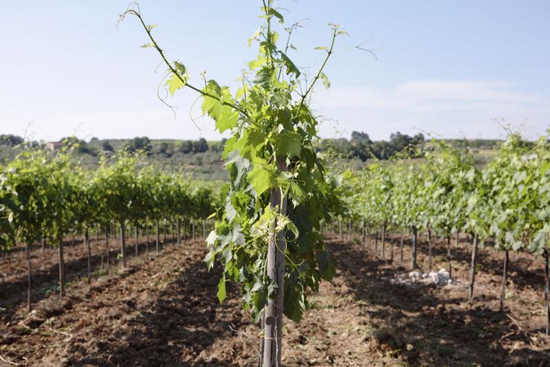Visit the winery, stroll through the vineyards, taste the Cantine Mucci Wine - photo 2