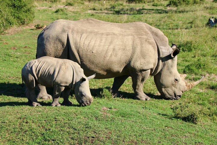 2 Days Pilanesberg National Park Luxury Safari - cover photo