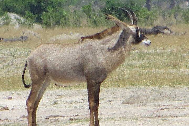 Hwange National Park & Victoria Falls 5 days Combo - photo 2