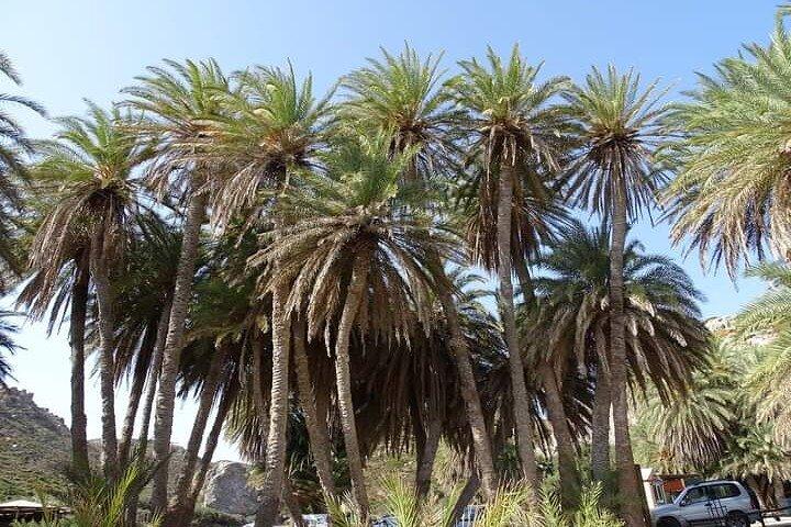 Full Day Private Tour to Vai Palm Beach - photo 5
