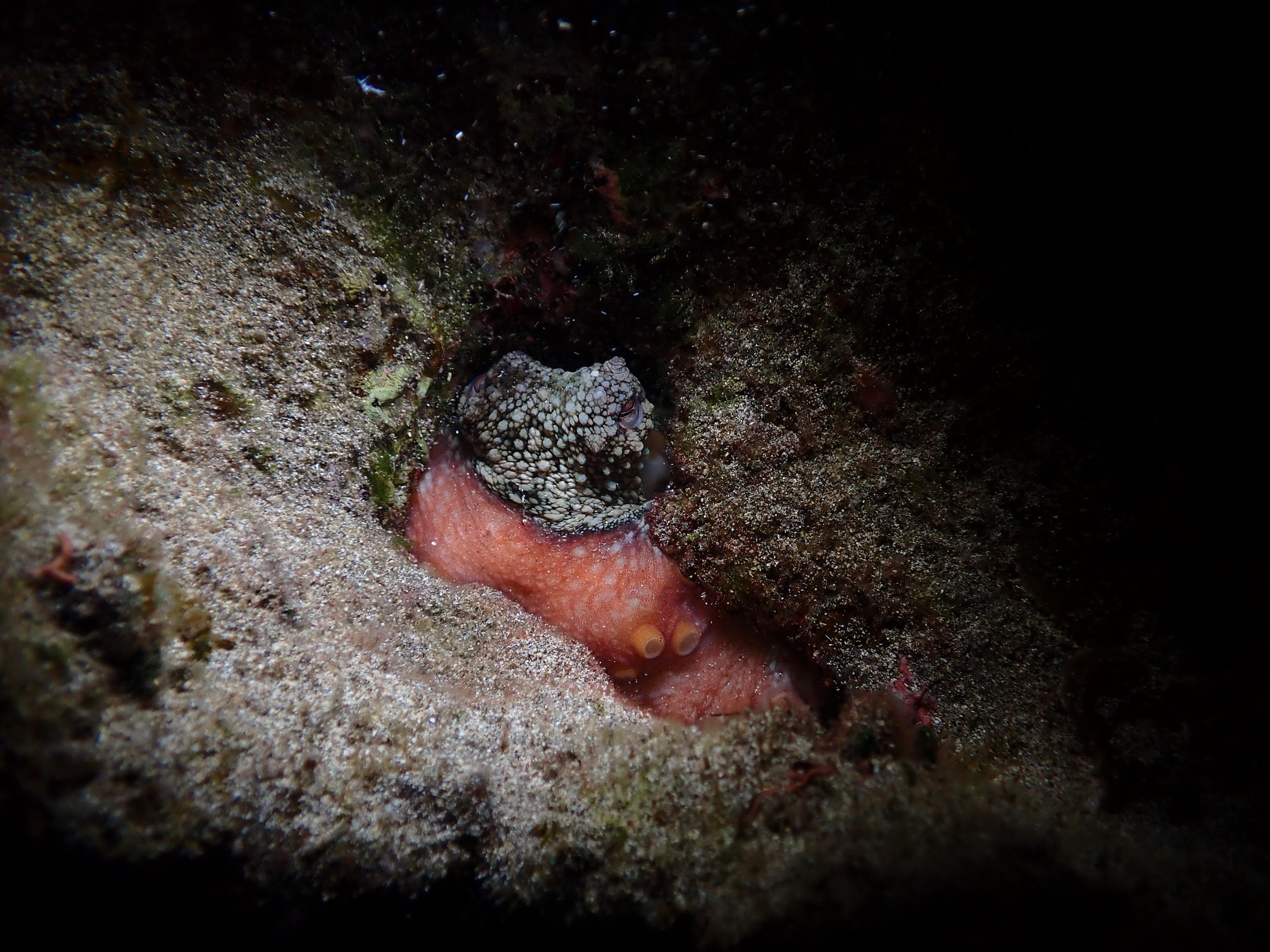 Night snorkeling - photo 5