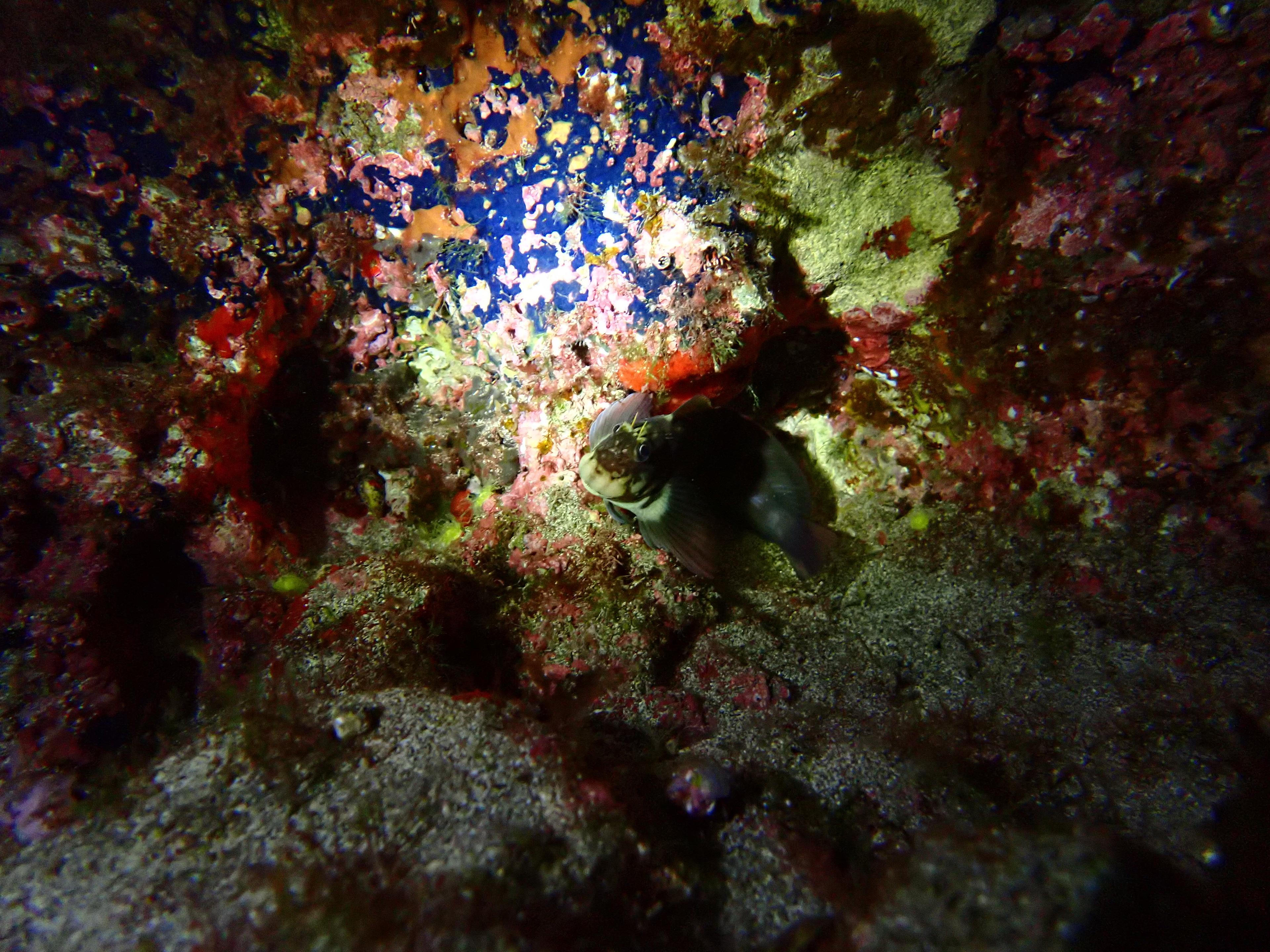 Night snorkeling - photo 2