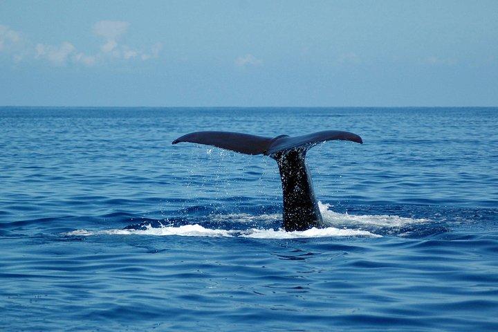 Seaborn Catamaran trips - photo 3