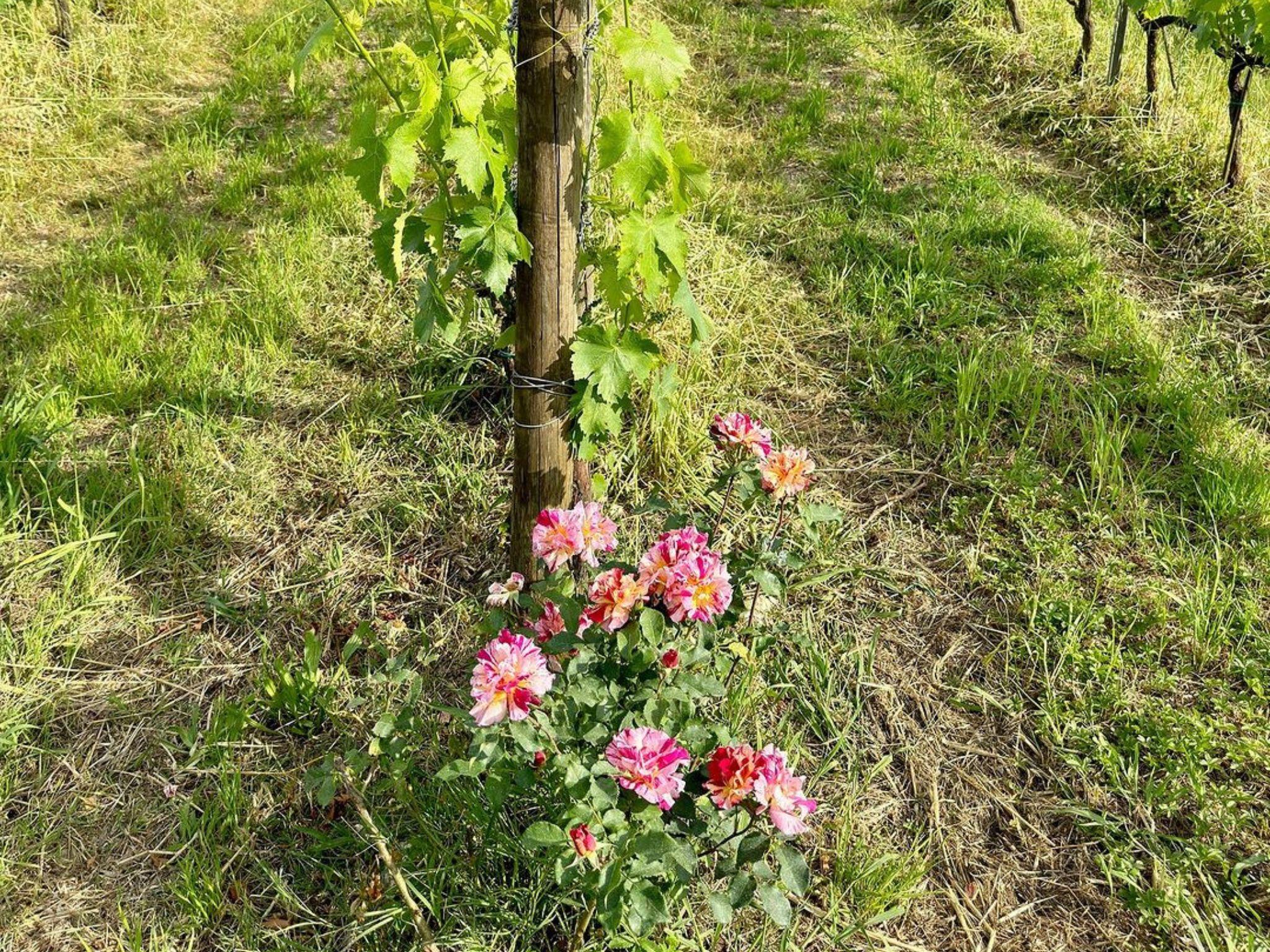Organic and Biodynamic Winery Tour and Tasting in Lucca - photo 4