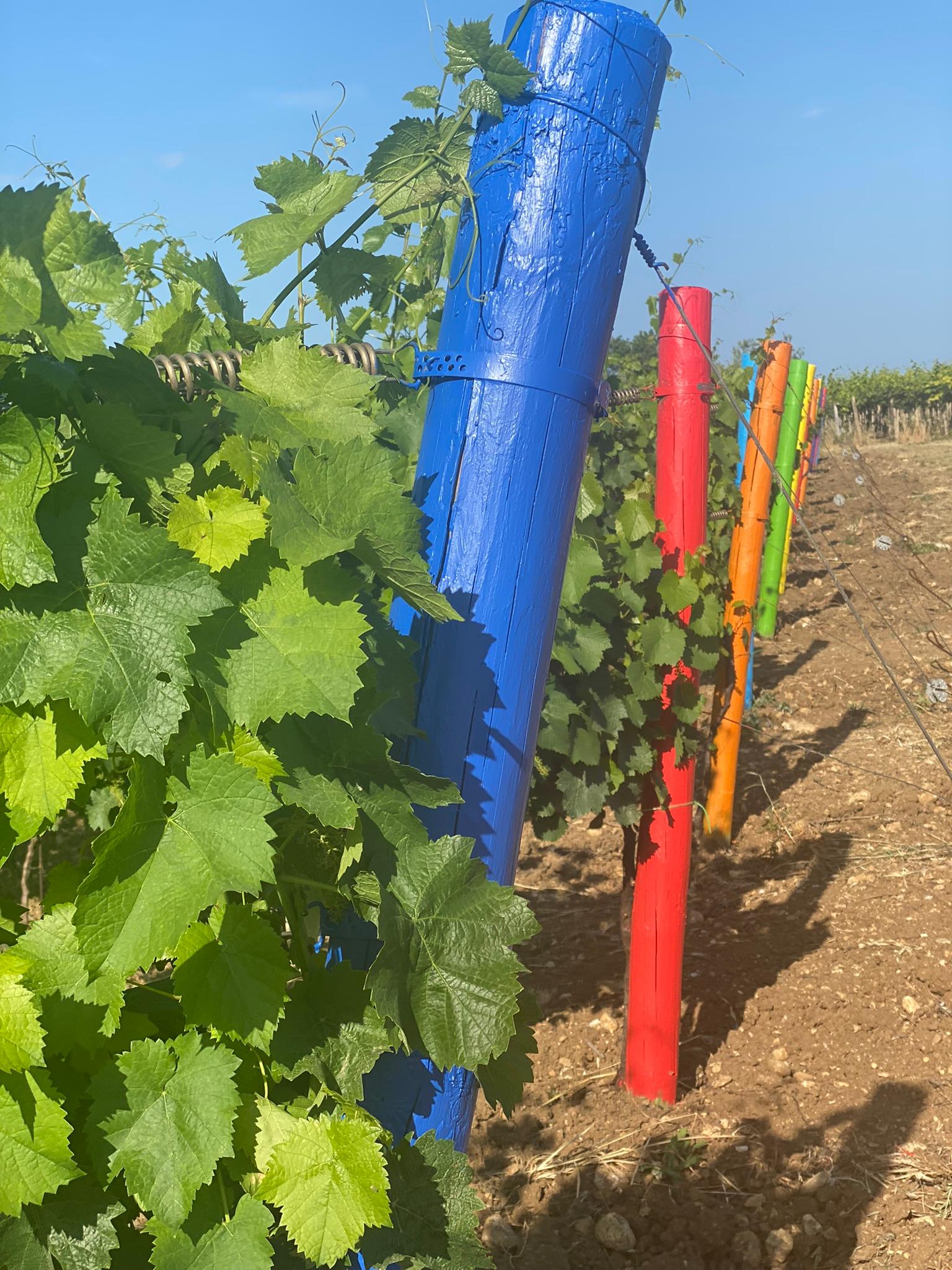 Visit the Vigna Madre winery and taste its wines - cover photo