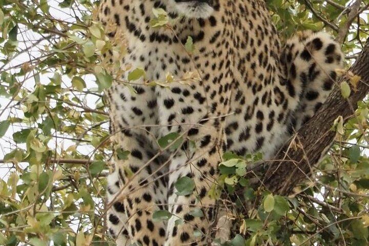 5 nights 6 days luxury Kruger park tour - photo 4