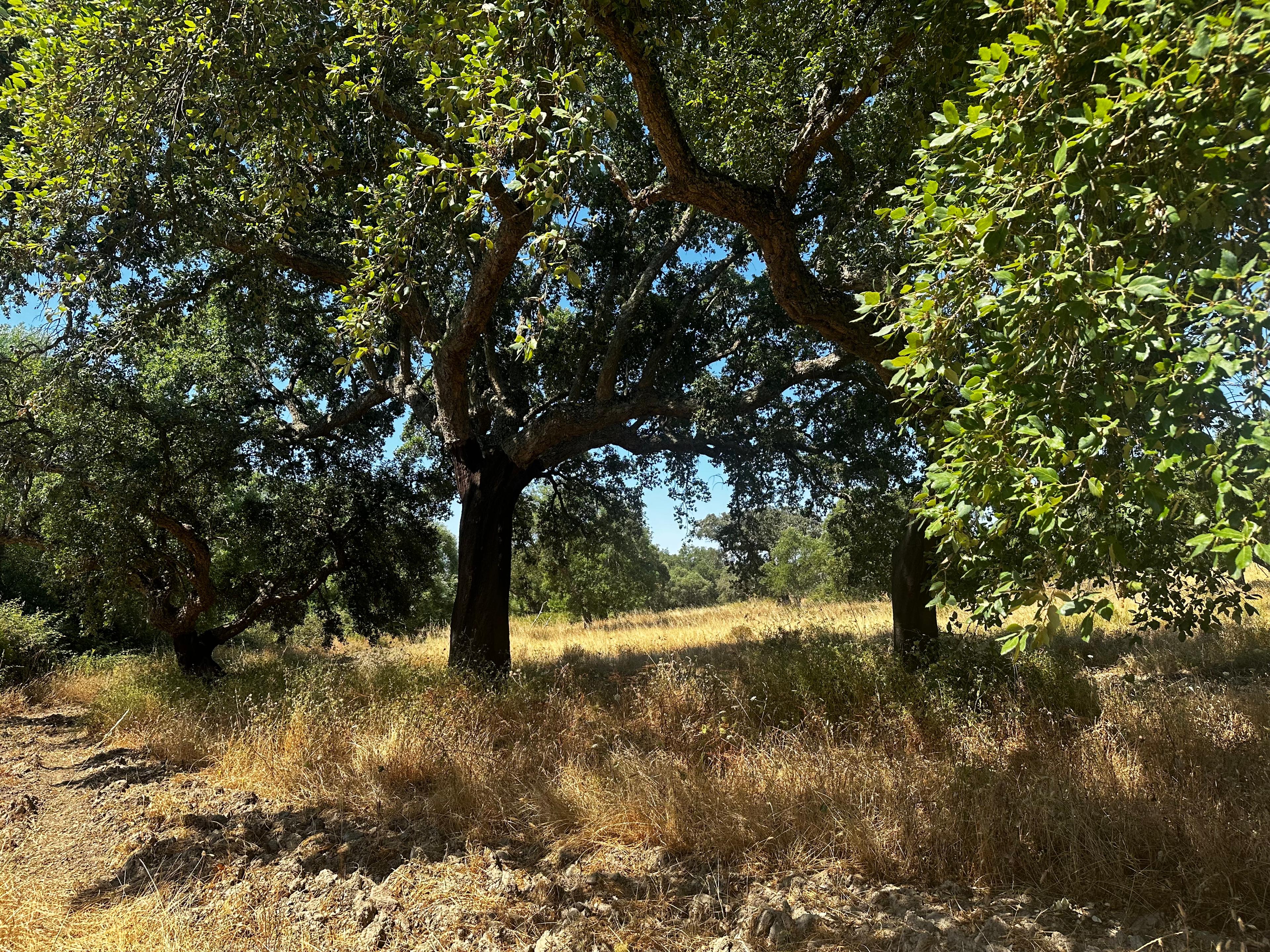 Montemor-o-Novo or Évora: One-Day Tour of Megaliths - photo 2