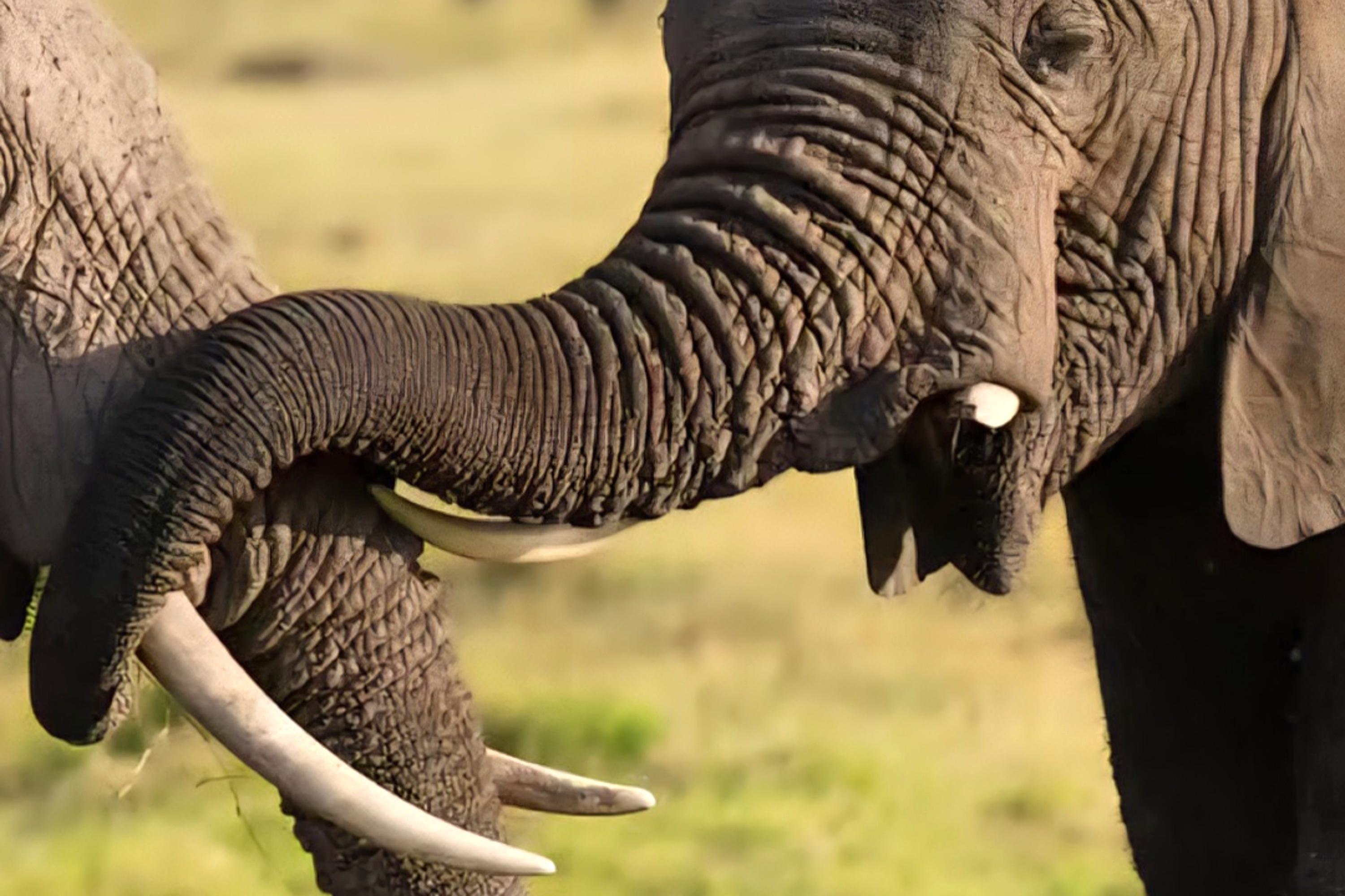2-Day Tanzania Safari | Tarangire & Ngorongoro Big Five Experience - photo 4