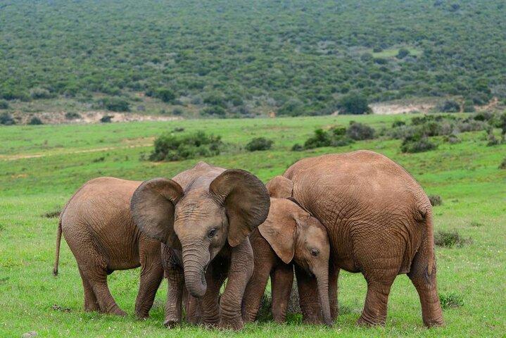 3- Day Garden Route Private Tour from Cape Town - photo 3