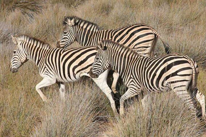 Private - Sunset Big Five Safari Tour in Cape town - photo 4