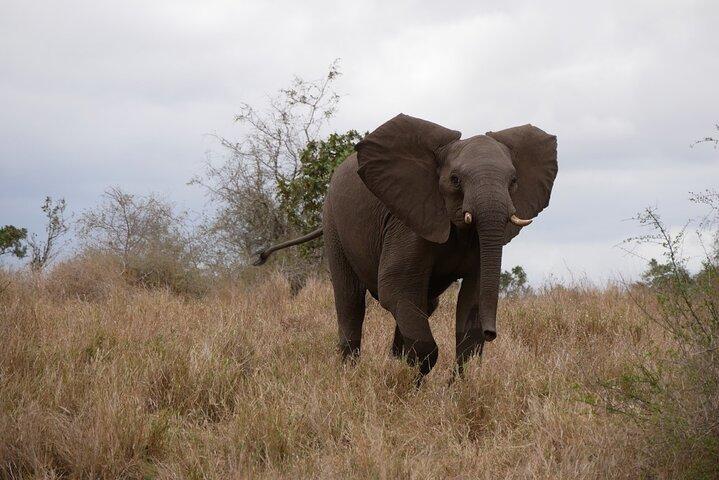 Pilanesberg Full Day Game Drive from Johannesburg - cover photo