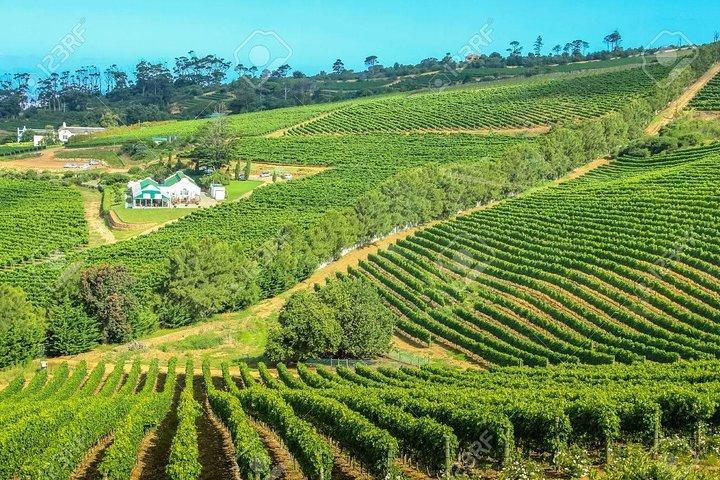 Cape Town Private, Wineland Tasting Tour - photo 2
