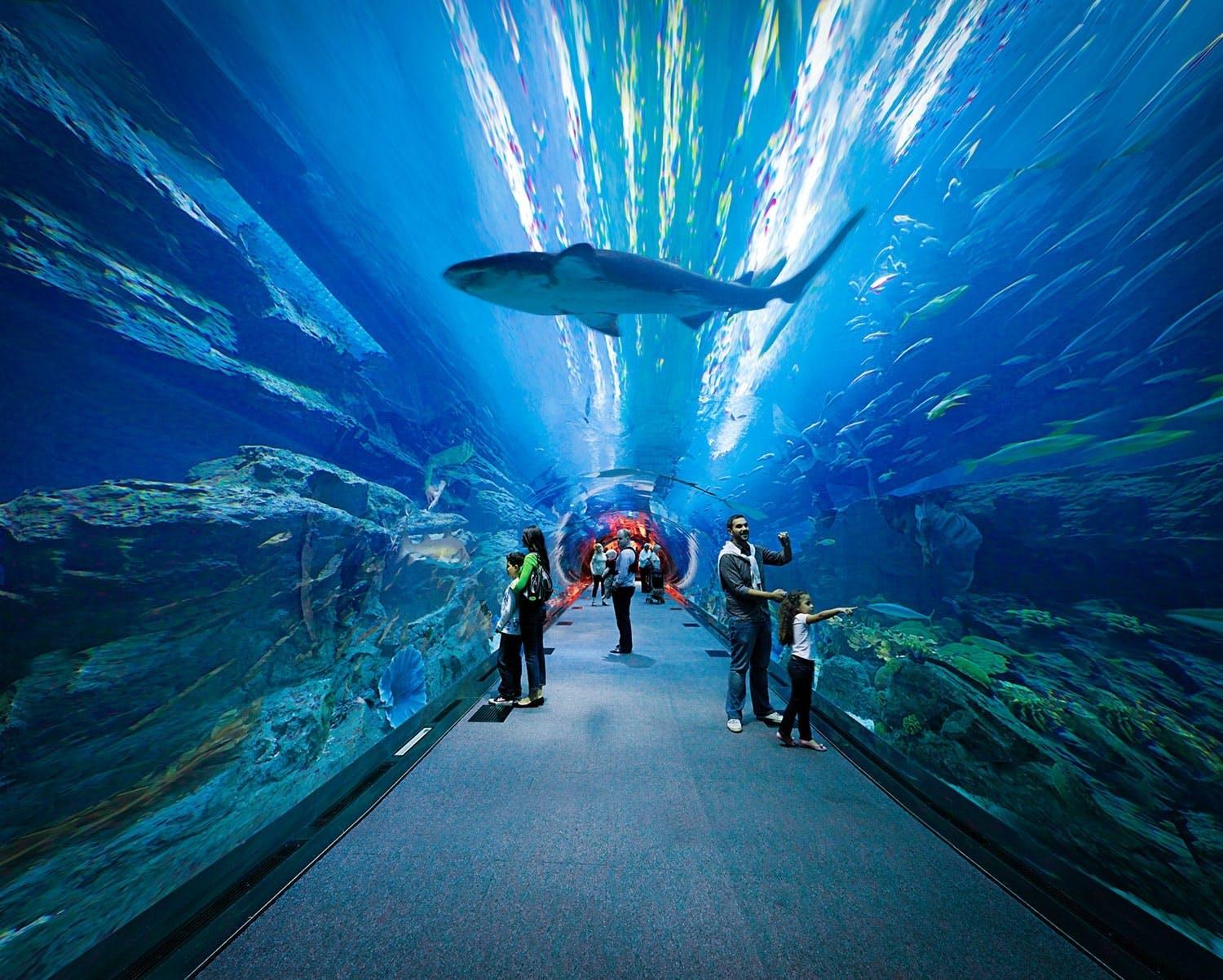 Dubai Mall Shopping, Underwater Aquarium & Zoo, Burj Khalifa 148th floor & Musical Fountain Show in Private Transfers - photo 4