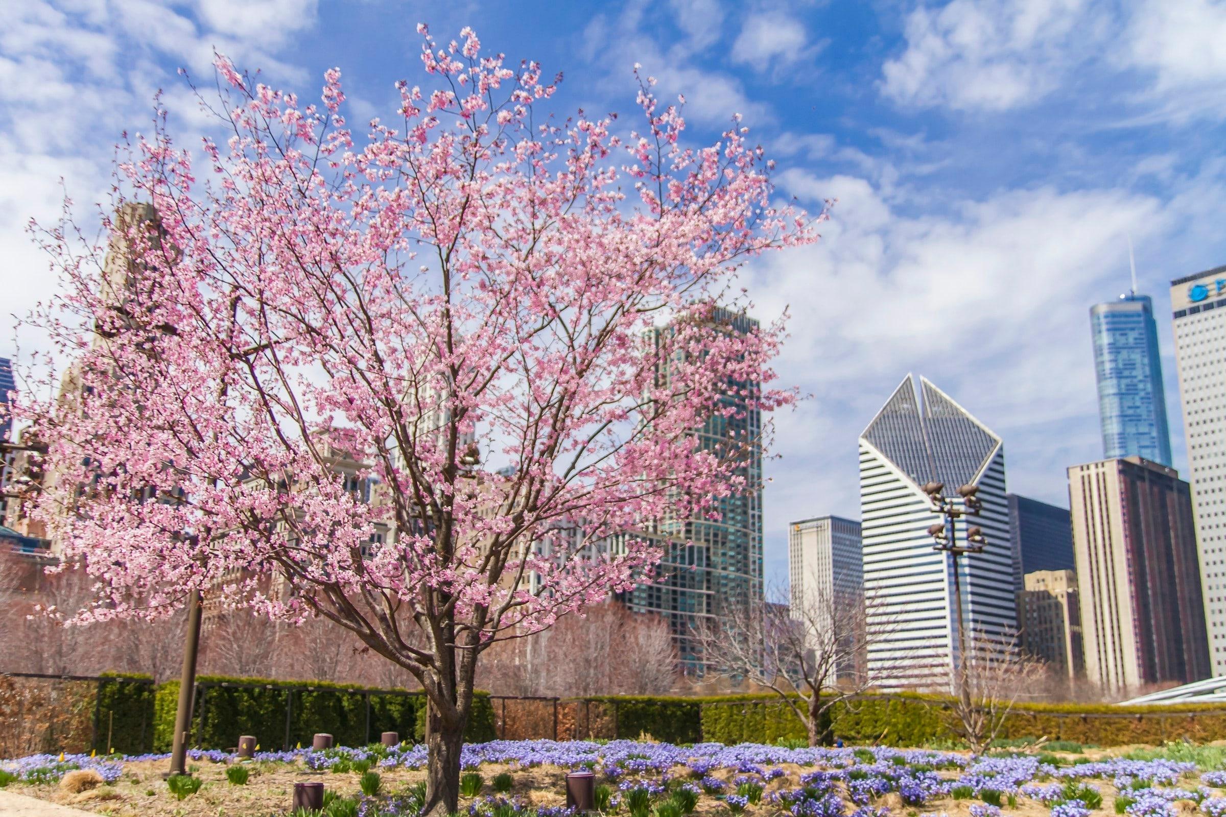 Millennium Park Self-Guided Audio Walk: Cloud Gate, Lurie Garden and Buckingham Fountain - cover photo