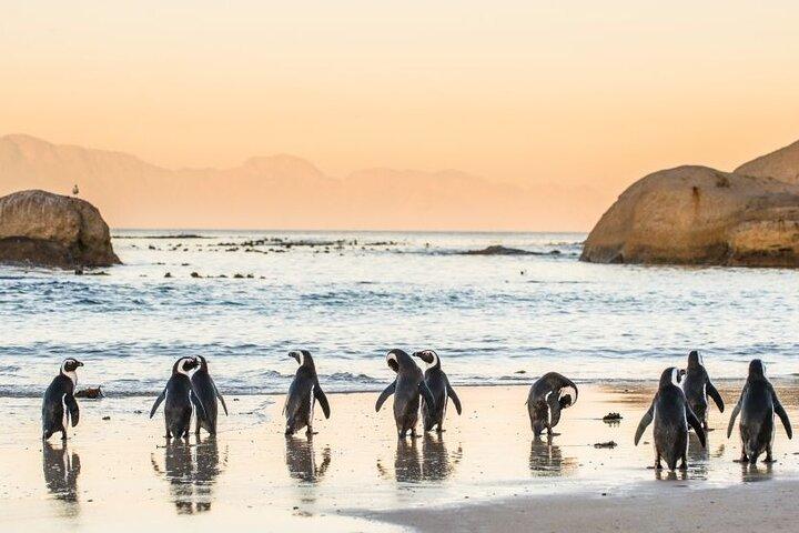 Cape Peninsula Tour - photo 4