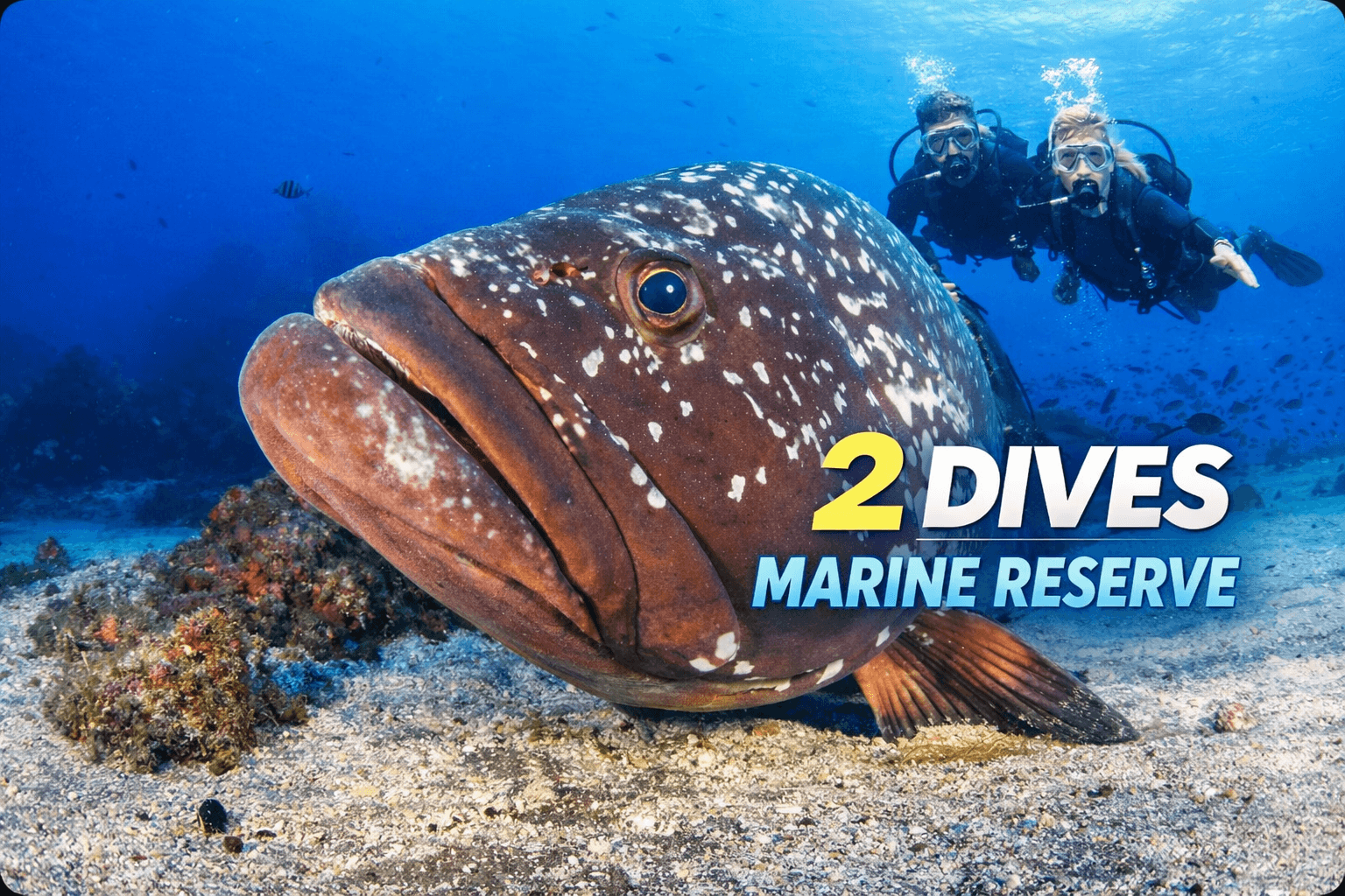 2 Dives trip | Garajau Marine Reserve - cover photo