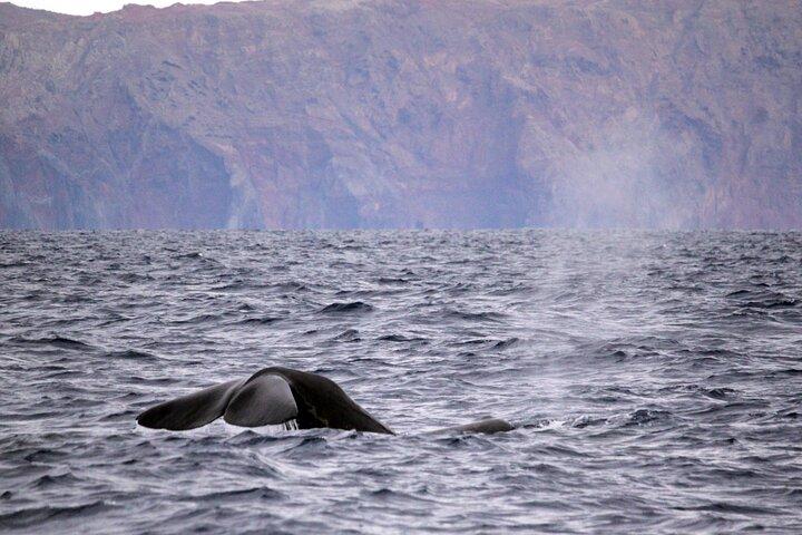 Responsible Whale and Dolphin Watching Tour - Funchal - photo 4