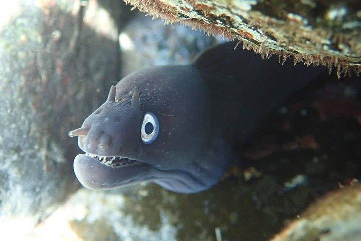 Snorkeling Tour - photo 2