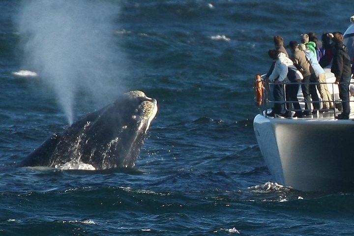 Cape town Private , Shark Diving Gangsbaai Tour - photo 4