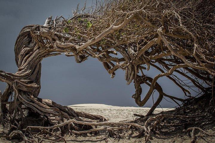 Jericoacoara Tour in 1 Day - photo 5
