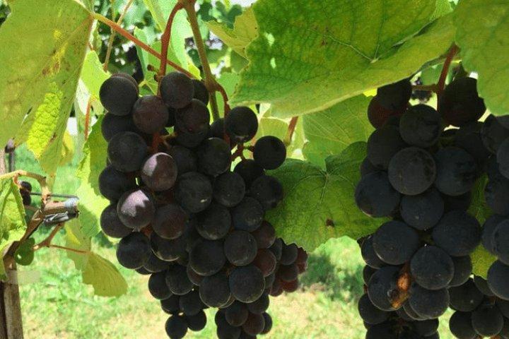 Art Of Wine – Travel Through The So-Called Wine Route Visiting Various Wineries - cover photo