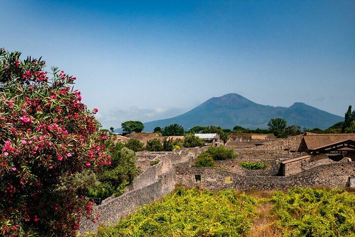 Pompeii, Vesuvius Hike and Wine Tasting with Lunch from Salerno - cover photo