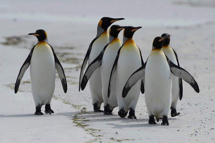 Cape Town Private -Robben Island and Cape Peninsula Penguins Tour - photo 4