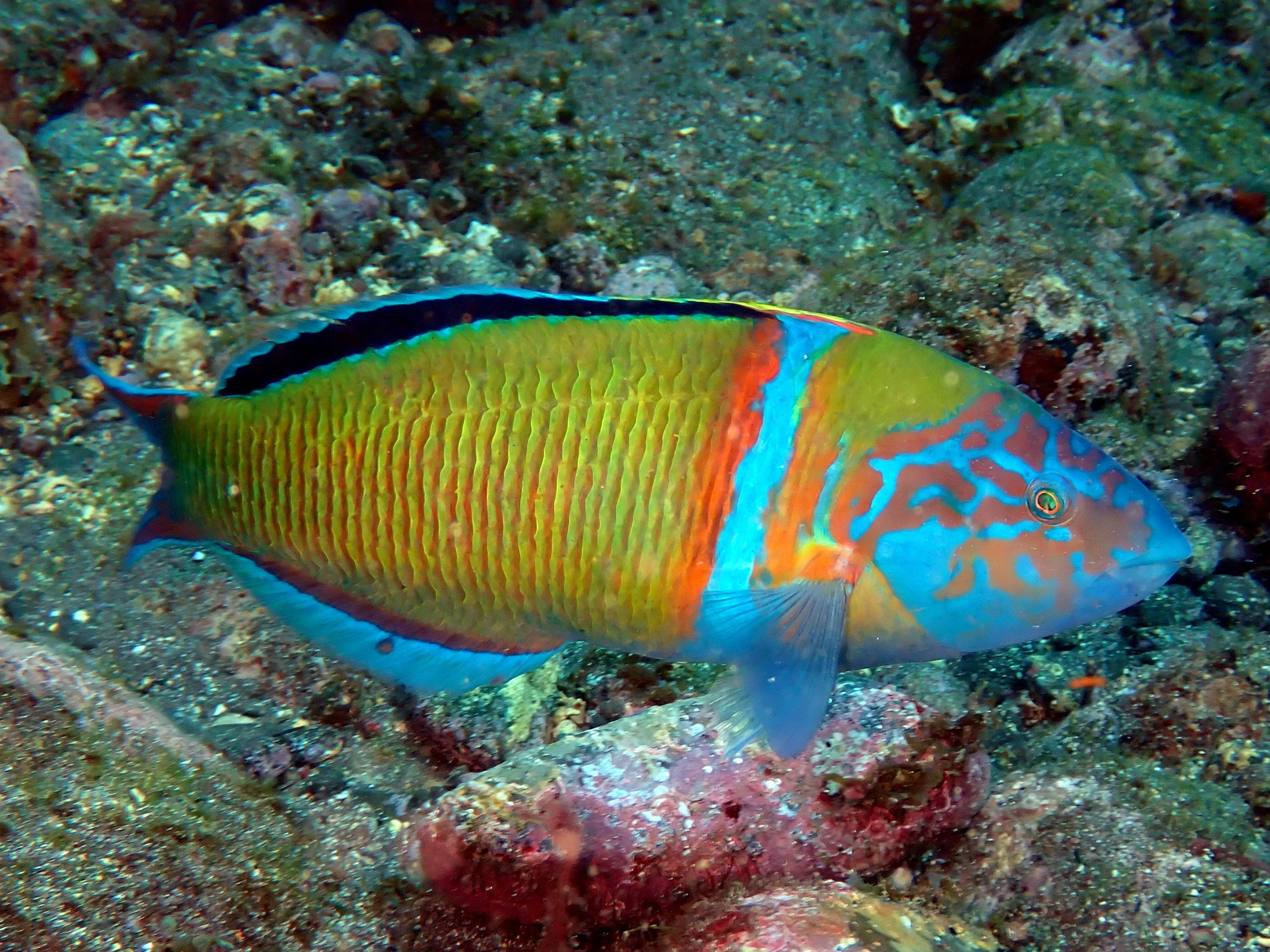 2 Dives Trip | Ponta de São Lourenço - photo 4