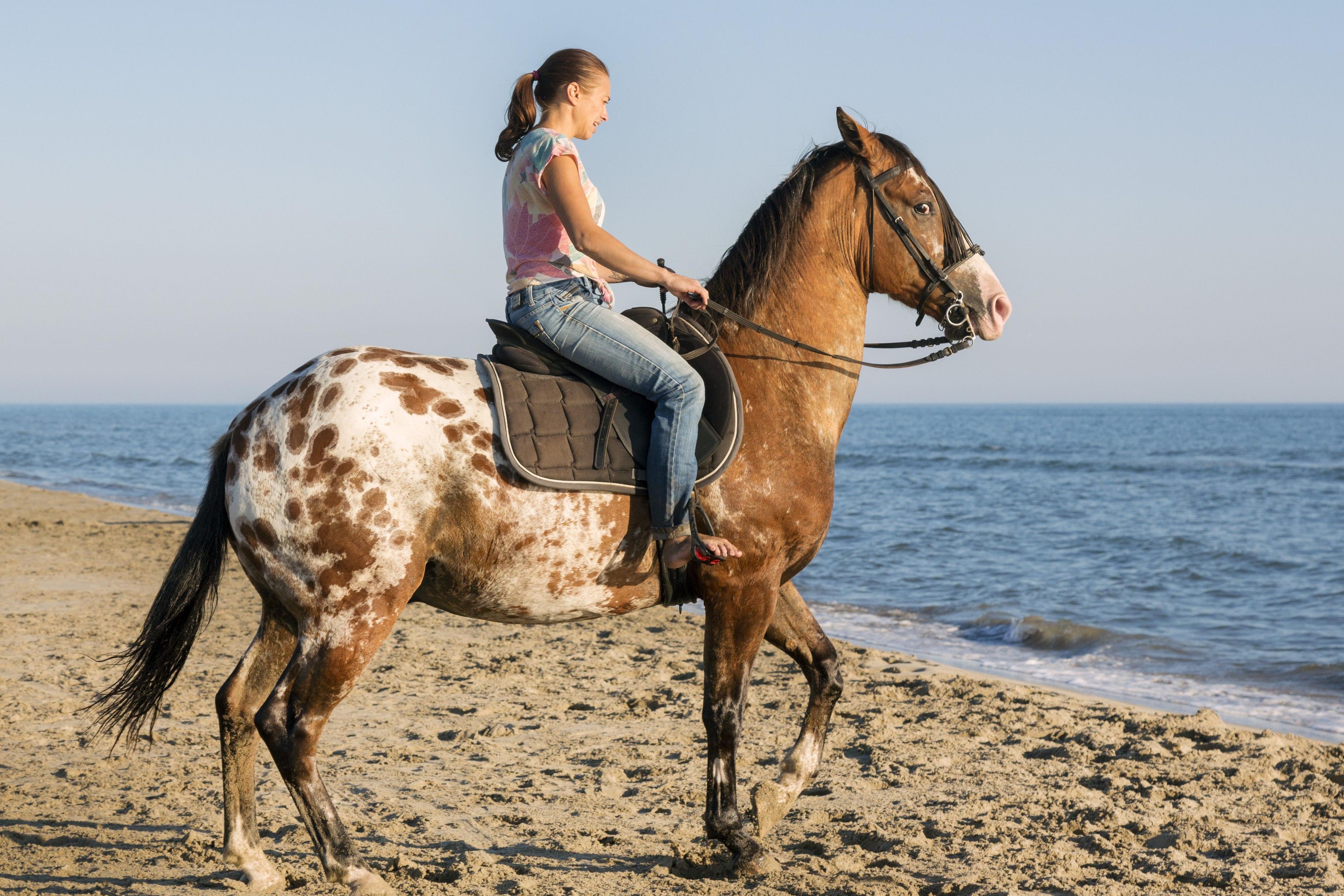 Horseback Riding Tour Marsa Alam with Option Horse Swimming - cover photo