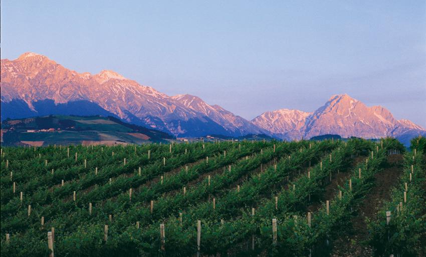Visit and Tasting at the San Lorenzo's winery, among old houses and of its green coutryside - cover photo