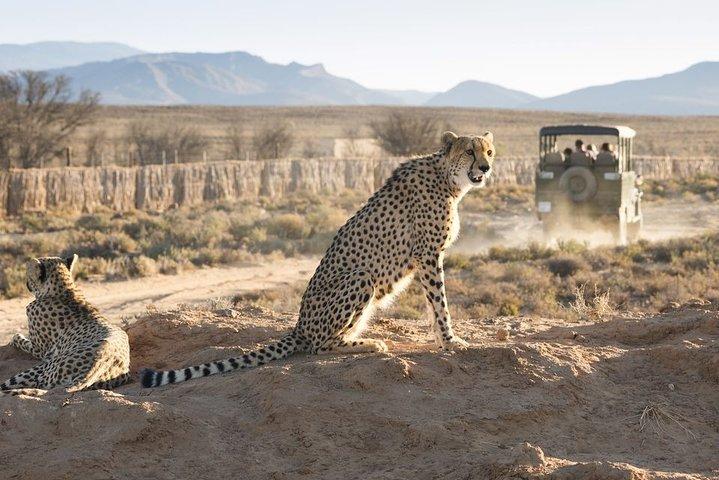 Cape Town 2-Days Luxury Overnight Big Five Safari game Reserve - photo 4