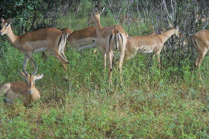 Chobe Full Day Safari Trip - photo 3