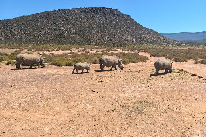 Morning Big 5 Safari Adventure with Wine Tasting Escape - photo 4
