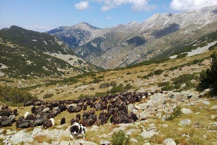 Seeing Unique Bulgarian Breeds of Pets and Privately Tasting Organic Products - photo 4