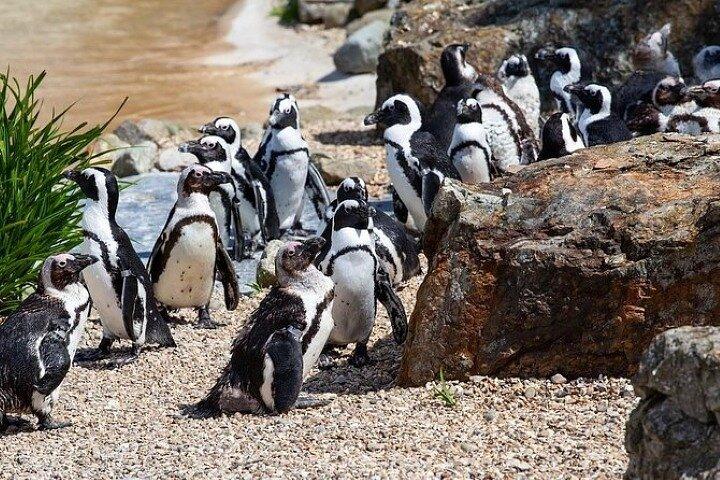 Cape Agulhas Full Day Private Tour From Cape Town - photo 4