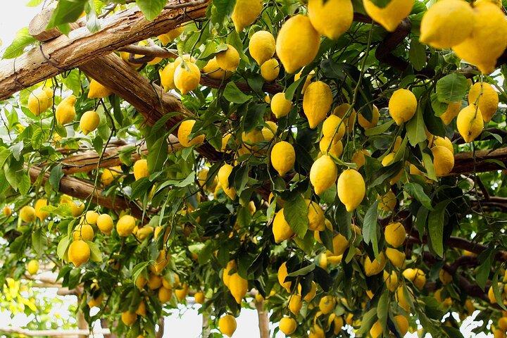 Semi-Private Cooking Class in a Sorrento Lemon Grove - photo 5